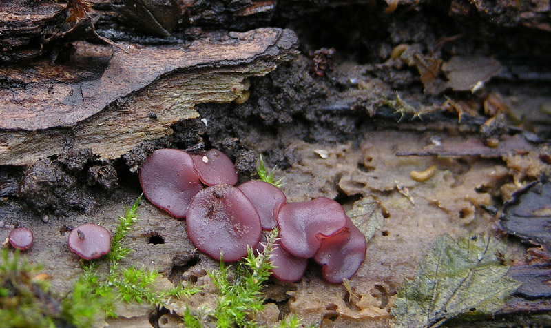 Un fosso......e una marea di funghi.(parte 1)